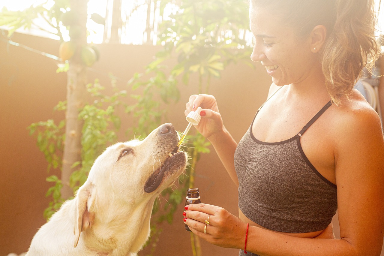 giving a dog cbd oil